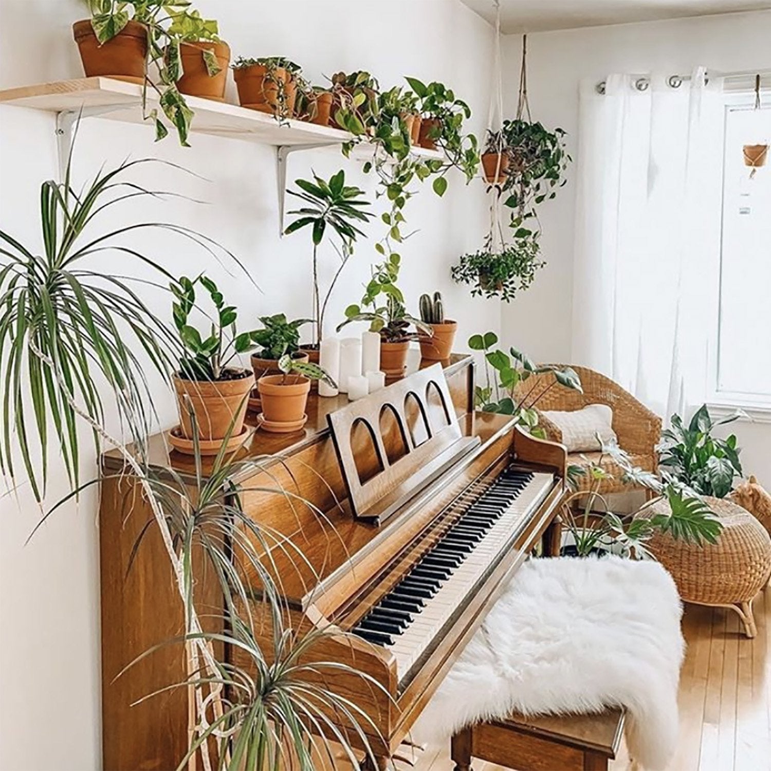Houseplants for Improving Air Quality: Everything You Need to Know | Simple Good