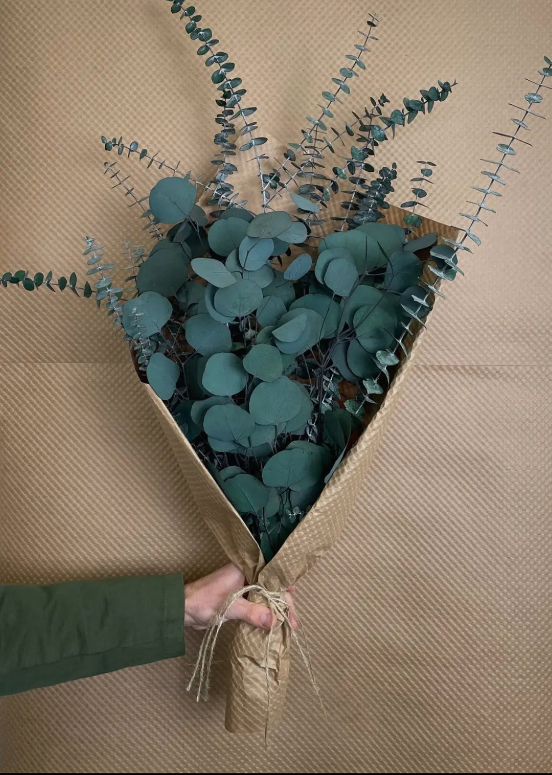 Preserved Silver Dollar & Baby Eucalyptus Bundle