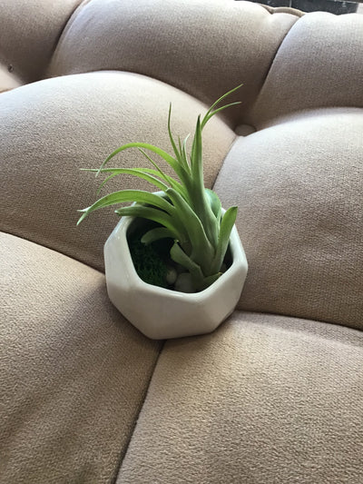 Geometric Planter with Air Plant