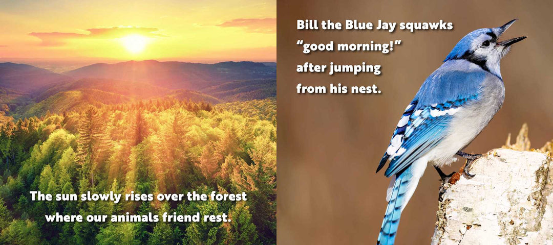 Animal Adventures: Day in the Forest by Alexandra Claire