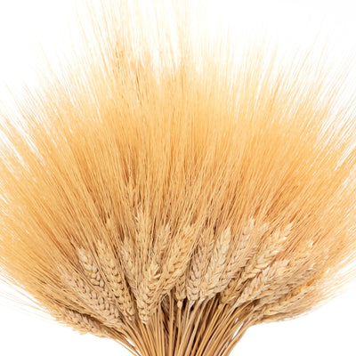 Dried Blonde Wheat Sheaf