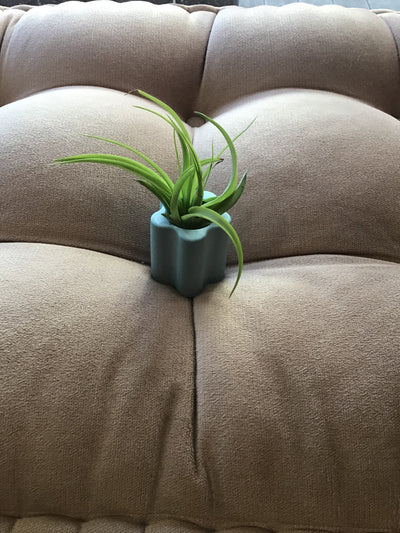 Daisy Shaped Pot with Air Plant and striker