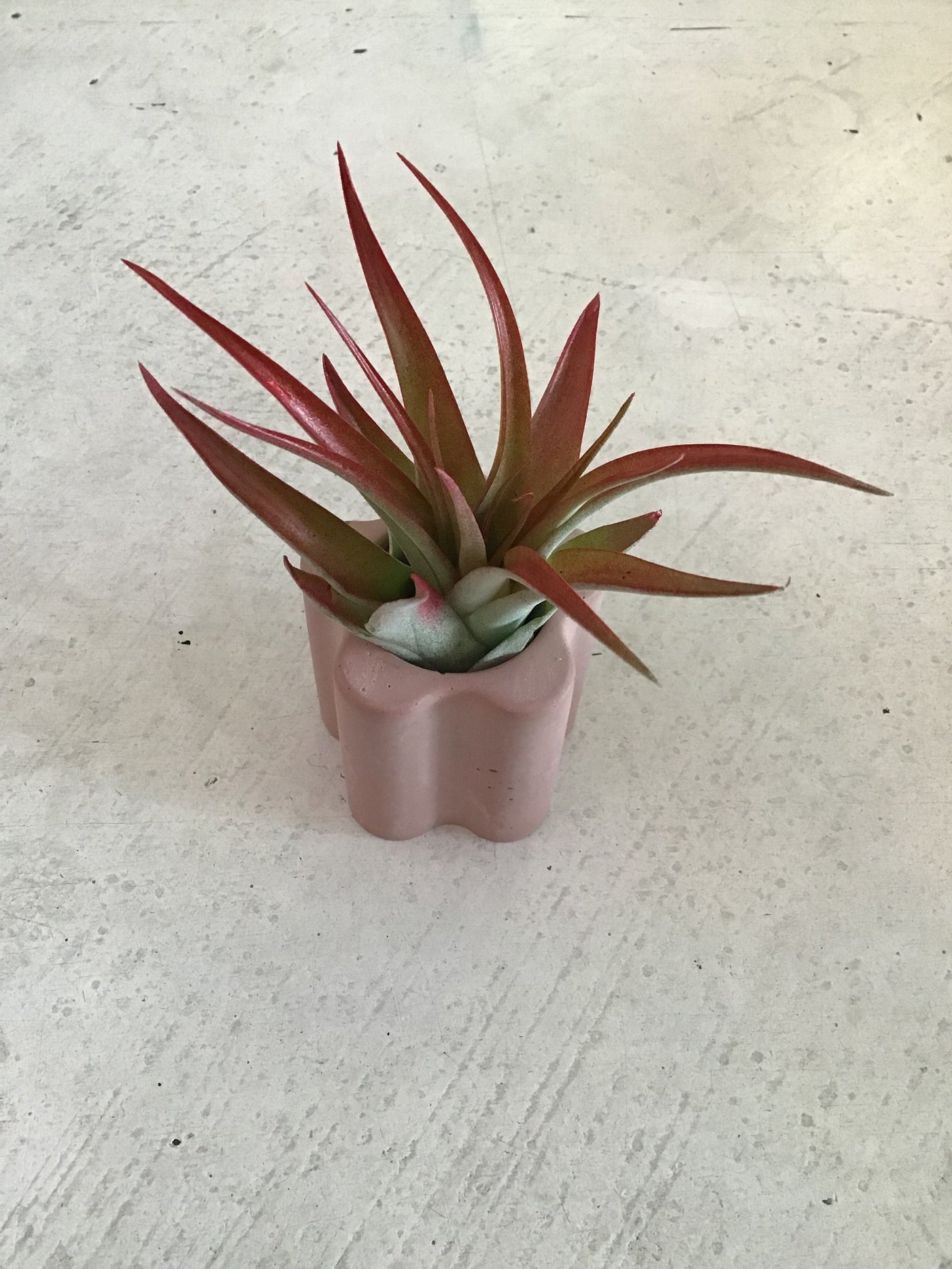 Daisy Shaped Pot with Air Plant and striker