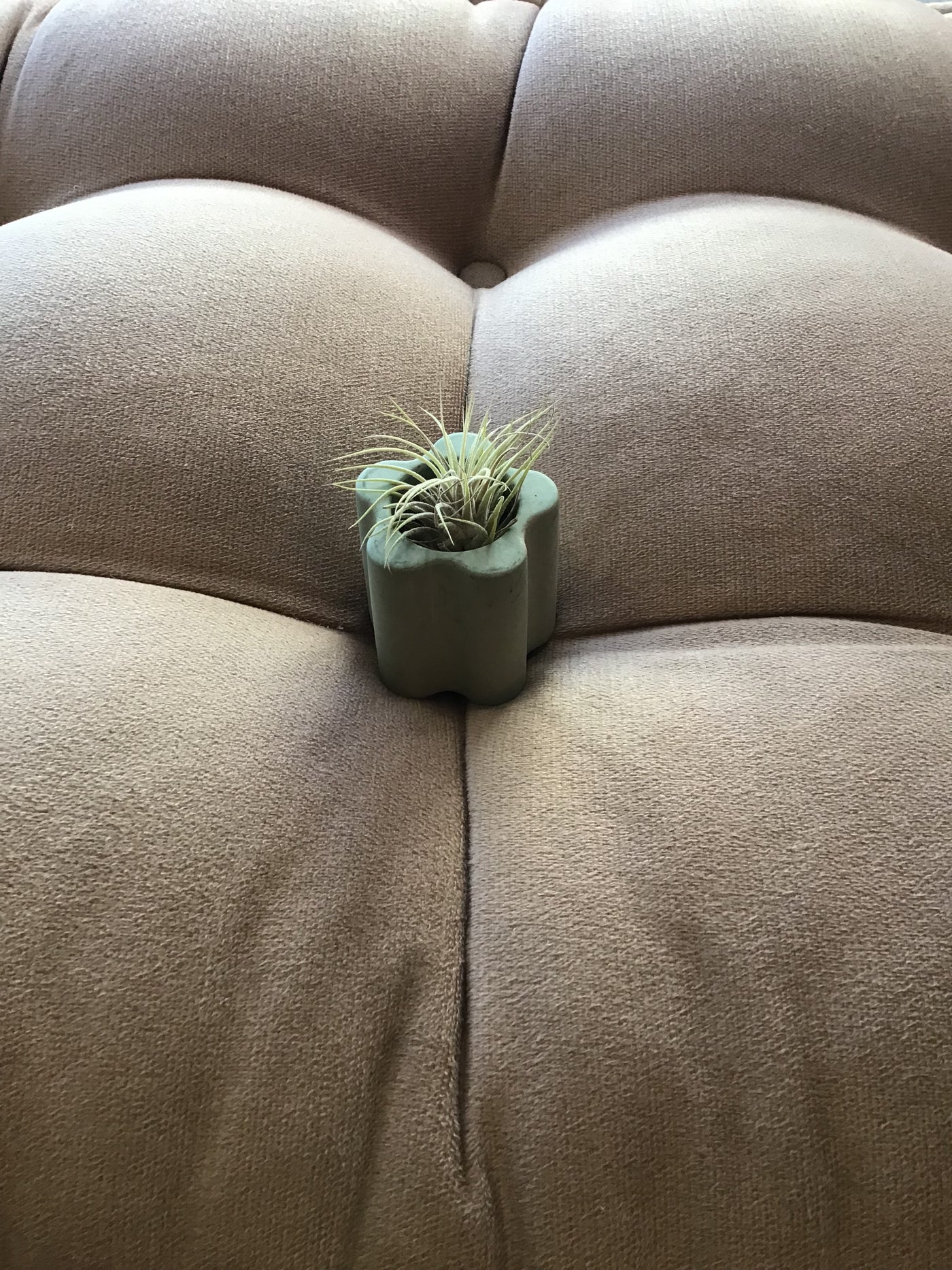 Daisy Shaped Pot with Air Plant and striker