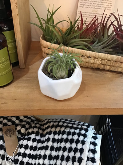 Geometric Planter with Air Plant