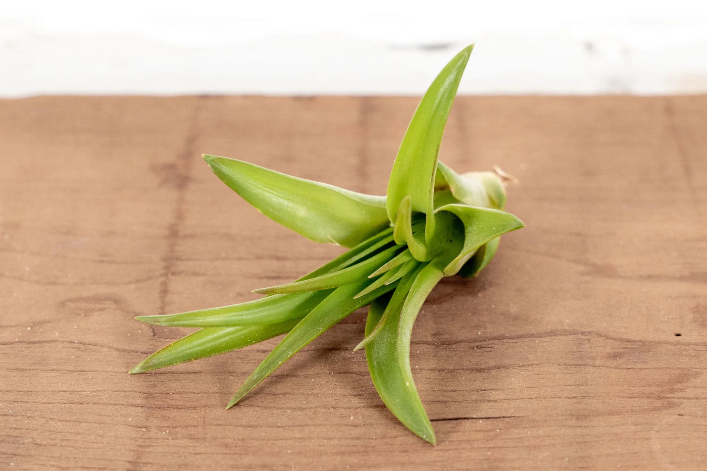 Individual Airplants