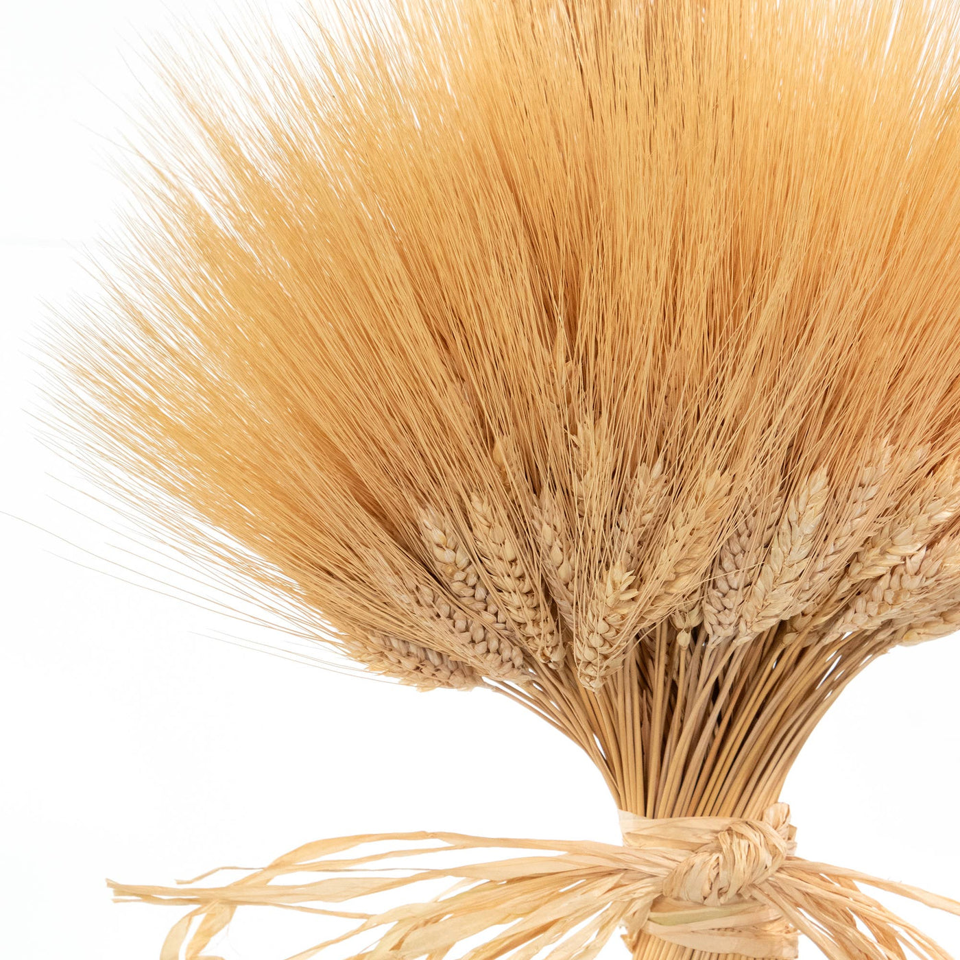 Dried Blonde Wheat Sheaf