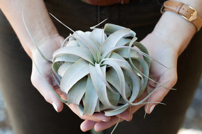 Individual Airplants