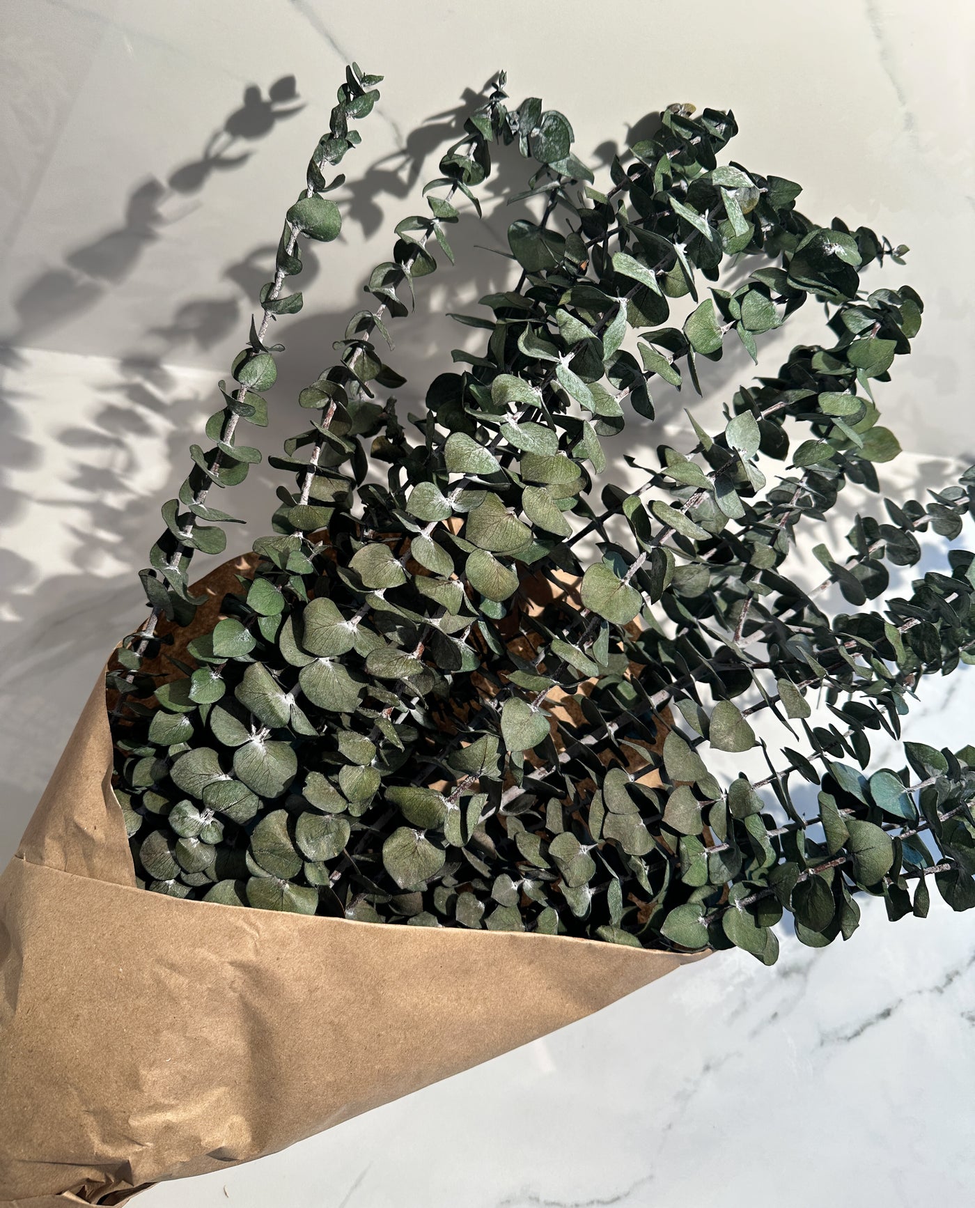 Preserved Baby Eucalyptus Bundle