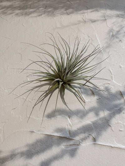 Air Plants Individual Airplants - Simple Good