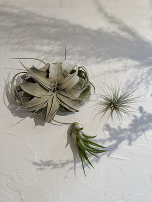 Air Plants Individual Airplants - Simple Good