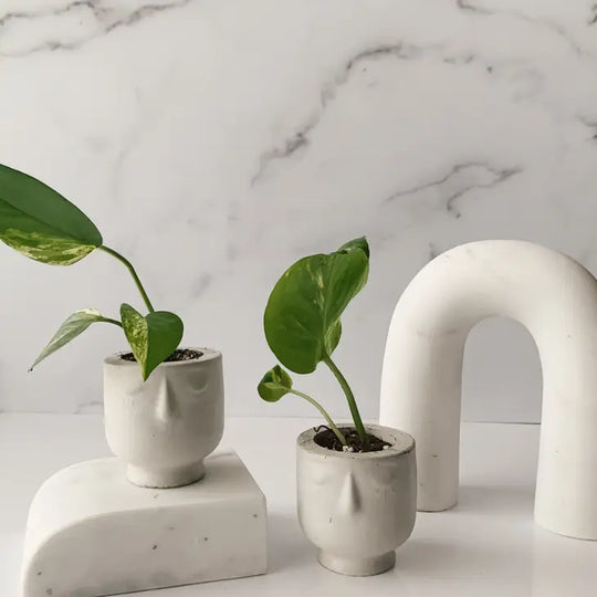 Small Concrete Face Planter